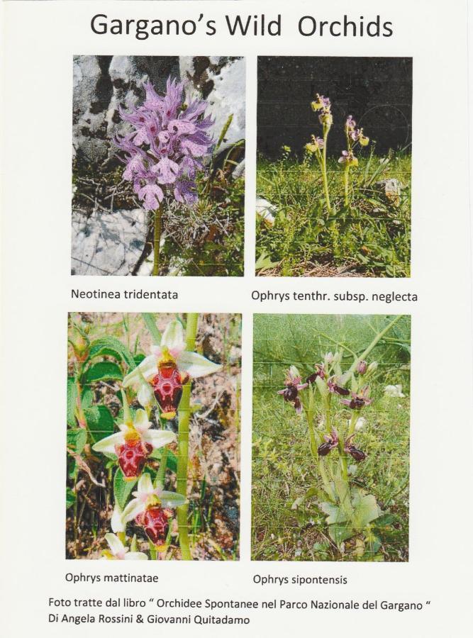شقة Orchidea Mattinata Parco Del Gargano المظهر الخارجي الصورة