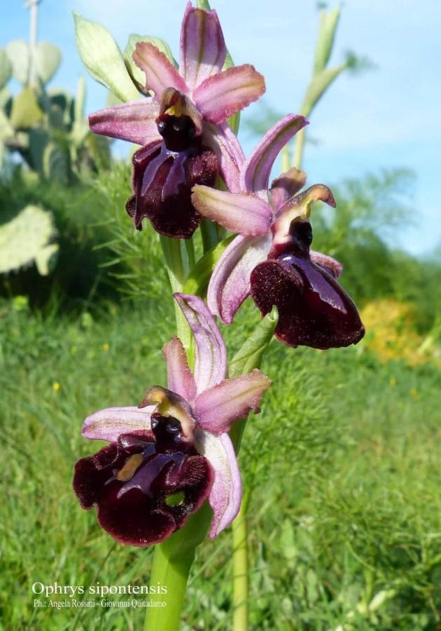 شقة Orchidea Mattinata Parco Del Gargano المظهر الخارجي الصورة