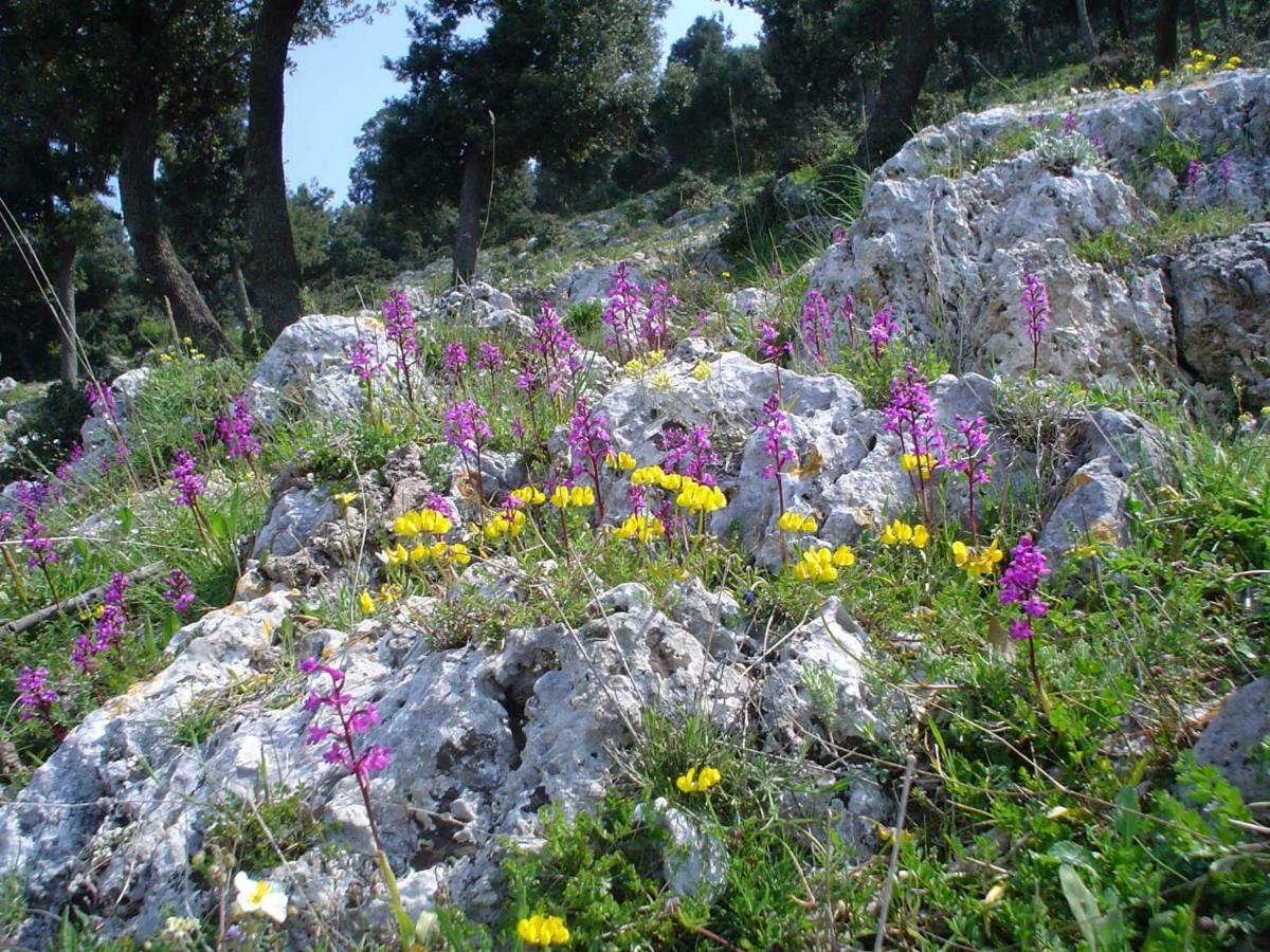 شقة Orchidea Mattinata Parco Del Gargano المظهر الخارجي الصورة