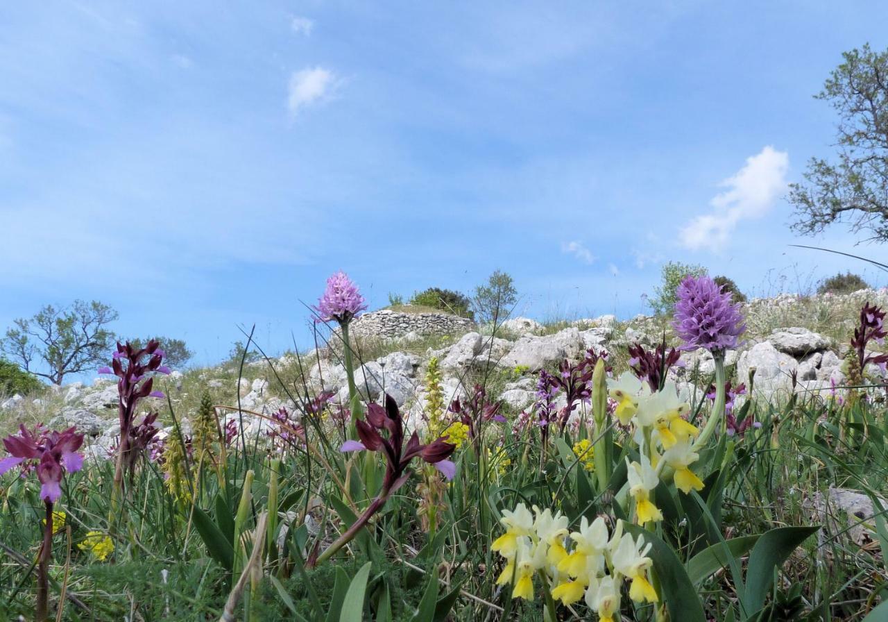 شقة Orchidea Mattinata Parco Del Gargano المظهر الخارجي الصورة