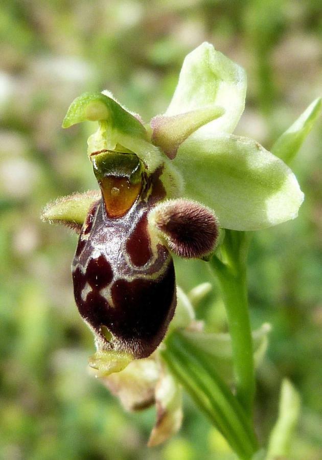 شقة Orchidea Mattinata Parco Del Gargano المظهر الخارجي الصورة